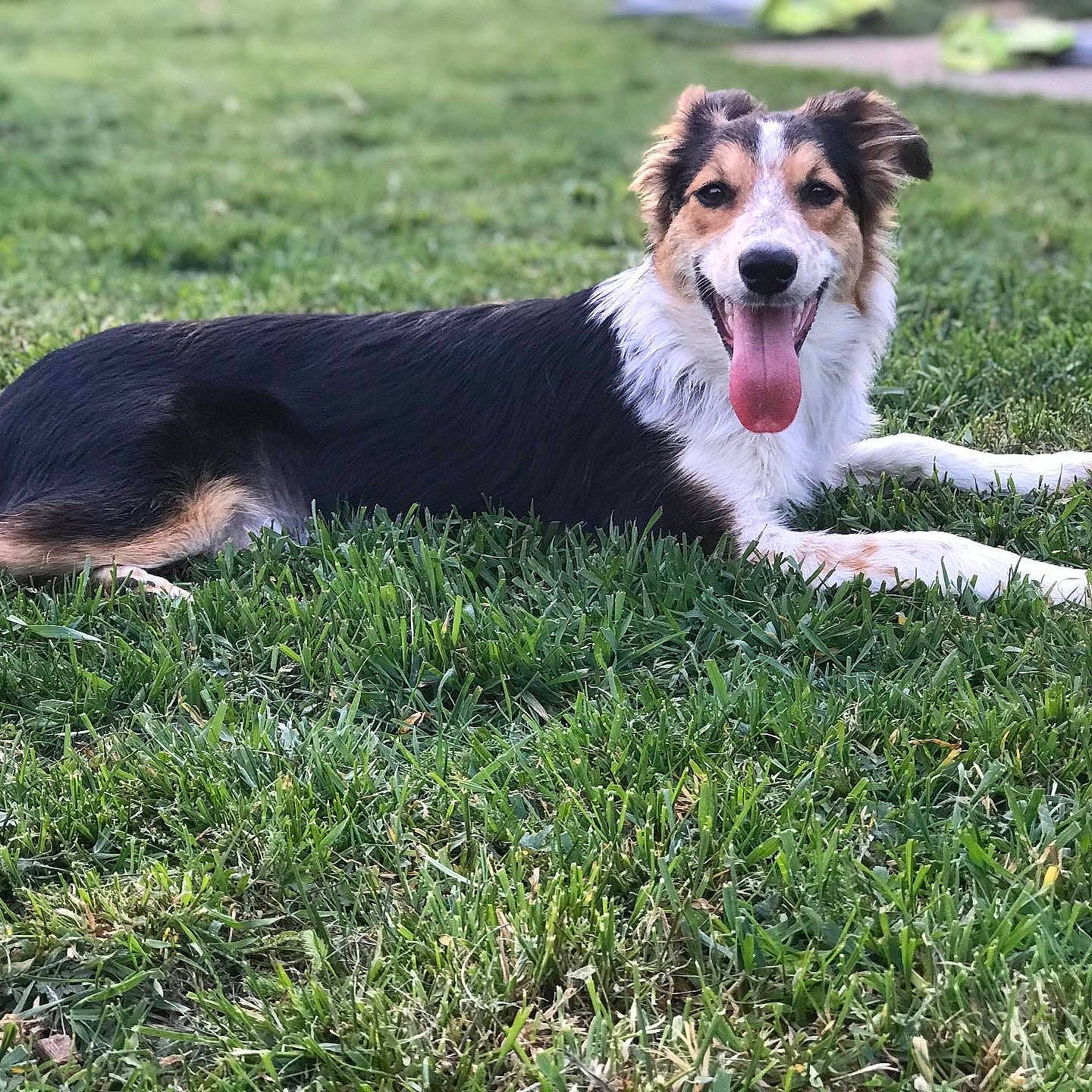 Promesse participe au concours pour gagner de l'argent avec cette photo : australian_collie, australian_shepherd, border_collie, canidae, carnivore, collie, companion_dog, dog, dog_breed, english_shepherd, grass, herding_dog, mammal, plant, rare_breed_dog, smooth_collie, vertebrate, welsh_sheepdog, working_dog