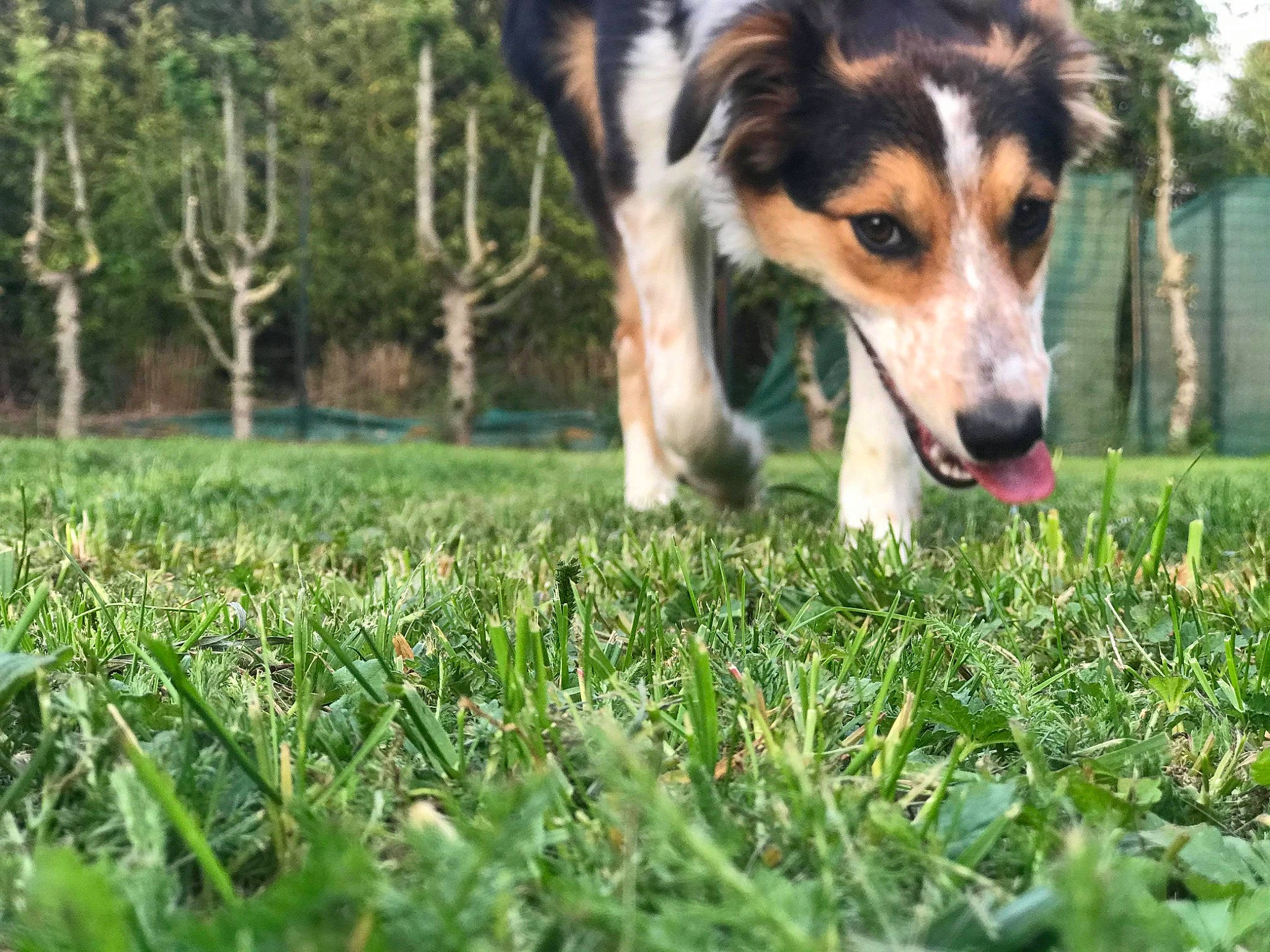 Promesse participe au concours pour gagner de l'argent avec cette photo : australian_collie, australian_shepherd, border_collie, canidae, carnivore, companion_dog, dog, dog_breed, english_shepherd, grass, herding_dog, mammal, plant, puppy, rare_breed_dog, smooth_collie, sporting_group, vertebrate, welsh_sheepdog, working_dog