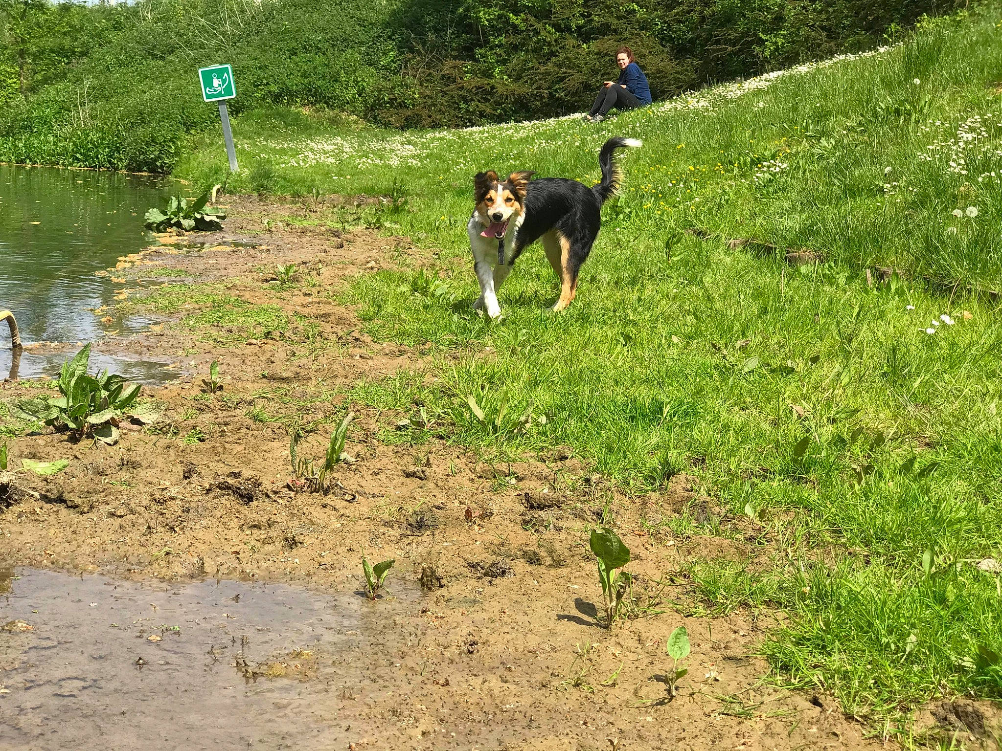 Promesse participe au concours pour gagner de l'argent avec cette photo : canidae, carnivore, dog, dog_breed, english_shepherd, entlebucher_mountain_dog, estonian_hound, finnish_hound, grass, huntaway, hunting_dog, posavac_hound, serbian_hound, serbian_tricolour_hound, transylvanian_hound, treeing_walker_coonhound, working_dog