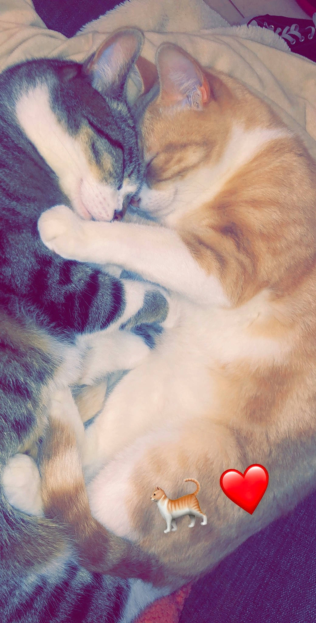 Papuche a rejoint le concours — aidez-le/la à gagner de superbes lots ! carnivore, cat, domestic_short_haired_cat, european_shorthair, felidae, fur, kitten, nap, paw, polydactyl_cat, sleep, small_to_medium_sized_cats, tail, whiskers