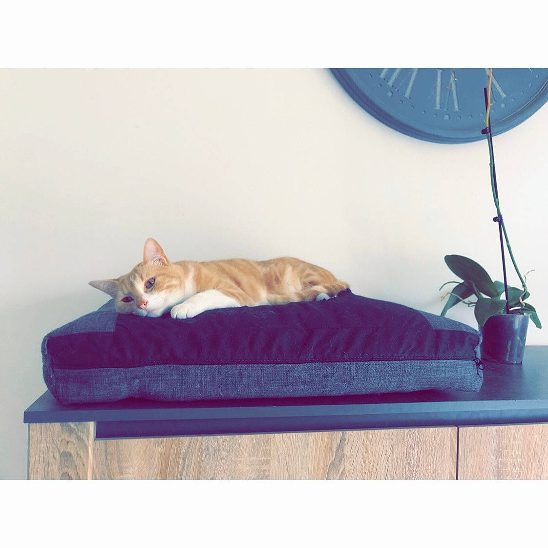 Papuche participe au concours pour gagner de l'argent avec cette photo : beige, carnivore, cat, cat_bed, cat_furniture, cat_supply, comfort, couch, fawn, felidae, furniture, nap, rectangle, small_to_medium_sized_cats, sofa_bed, square, studio_couch, table, tail, whiskers