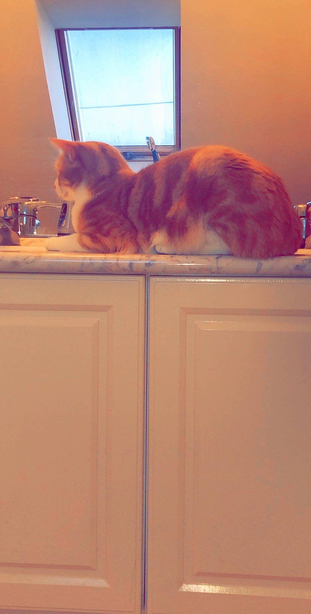 Papuche participe au concours pour gagner de l'argent avec cette photo : carnivore, cat, felidae, fur, kitchen, kitchen_appliance, kitten, refrigerator, room, small_to_medium_sized_cats, tail, whiskers