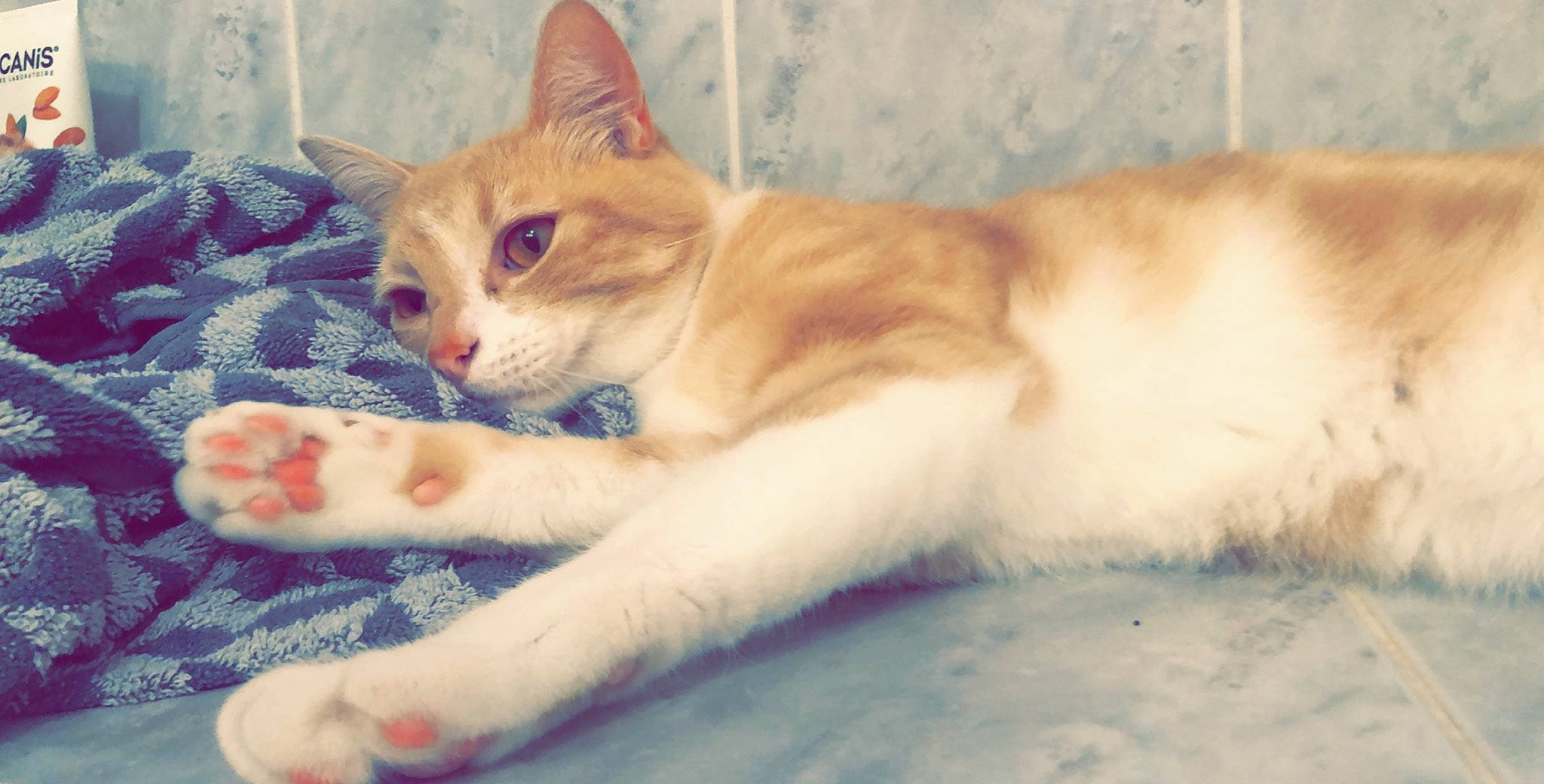 Papuche participe au concours pour gagner de l'argent avec cette photo : aegean_cat, american_wirehair, arabian_mau, carnivore, cat, domestic_short_haired_cat, european_shorthair, eye, felidae, kitten, mammal, ojos_azules, paw, polydactyl_cat, small_to_medium_sized_cats, snout, tail, turkish_angora, turkish_van, whiskers