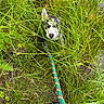 Siberius joined the competition — help win amazing prizes! dog, husky, grass, leash, foot, sandal, outdoor, nature, greenery, plants, animal, pet, blue_eyes, curious, playful, adventure, person, summer, walking, forest