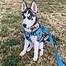 Siberius joined the competition — help win amazing prizes! dog, husky, puppy, blue_eyes, service_dog, harness, leash, grass, outdoor, pet, animal, sitting, alert, young_dog, nature, ears, canine, collar, field, fur
