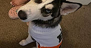 Siberius is registered to the contest to win money with this photo: dog, husky, blue_eyes, indoor, carpet, shirt, pet_clothing, tail, person, foot, toes, door, floor, curious, sitting, looking_up, furry, animal, domestic, cute