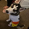 dog, husky, blue_eyes, indoor, carpet, shirt, pet_clothing, tail, person, foot, toes, door, floor, curious, sitting, looking_up, furry, animal, domestic, cute