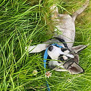 Siberius joined the competition — help win amazing prizes! dog, puppy, husky, grass, greenery, leash, collar, outdoor, nature, pet, animal, young, fur, ears, eyes, playful, cute, resting, summer, field