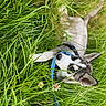 dog, puppy, husky, grass, greenery, leash, collar, outdoor, nature, pet, animal, young, fur, ears, eyes, playful, cute, resting, summer, field