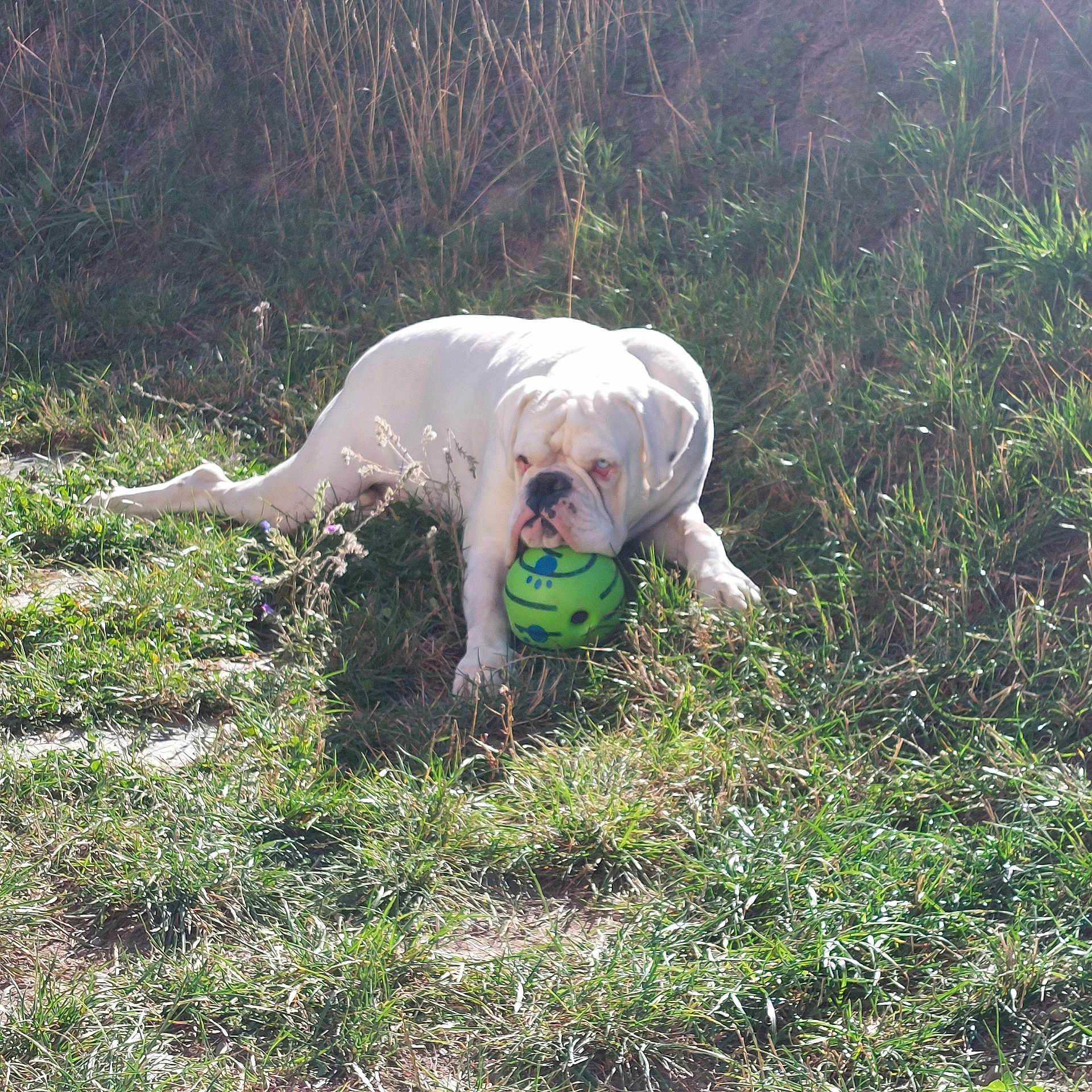Drack a rejoint le concours — aidez-le/la à gagner de superbes lots ! animal, ball, boxer, bulldog, canine, dog, football, frenchbulldog, grass, pet, pitbull, plant, puppy, soccer, soccerball, soil, sphere, sport, tennis, tennisball