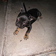 Pluto is registered to the contest to win money with this photo: puppy, dog, black_dog, small_dog, concrete_floor, curious, ears, paw, animal, pet, night, indoor, closeup, young_dog, playful, canine, cute, looking, floor, shadow