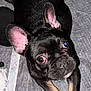 Pluto is registered to the contest to win money with this photo: dog, french_bulldog, puppy, black_dog, pet, animal, ears, paws, stretching, indoor, floor, curious, cute, closeup, looking_up, adorable, fur, whiskers, pink_ears, black_nose