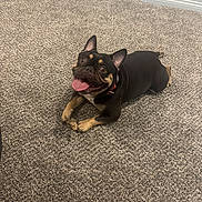 Mickey joined the competition — help win amazing prizes! animal, black, brown, canine, carpet, collar, cute, dog, domestic_animal, ears_up, floor, friendly, happy, indoor, lying_down, pet, playful, small_dog, smiling, tongue_out