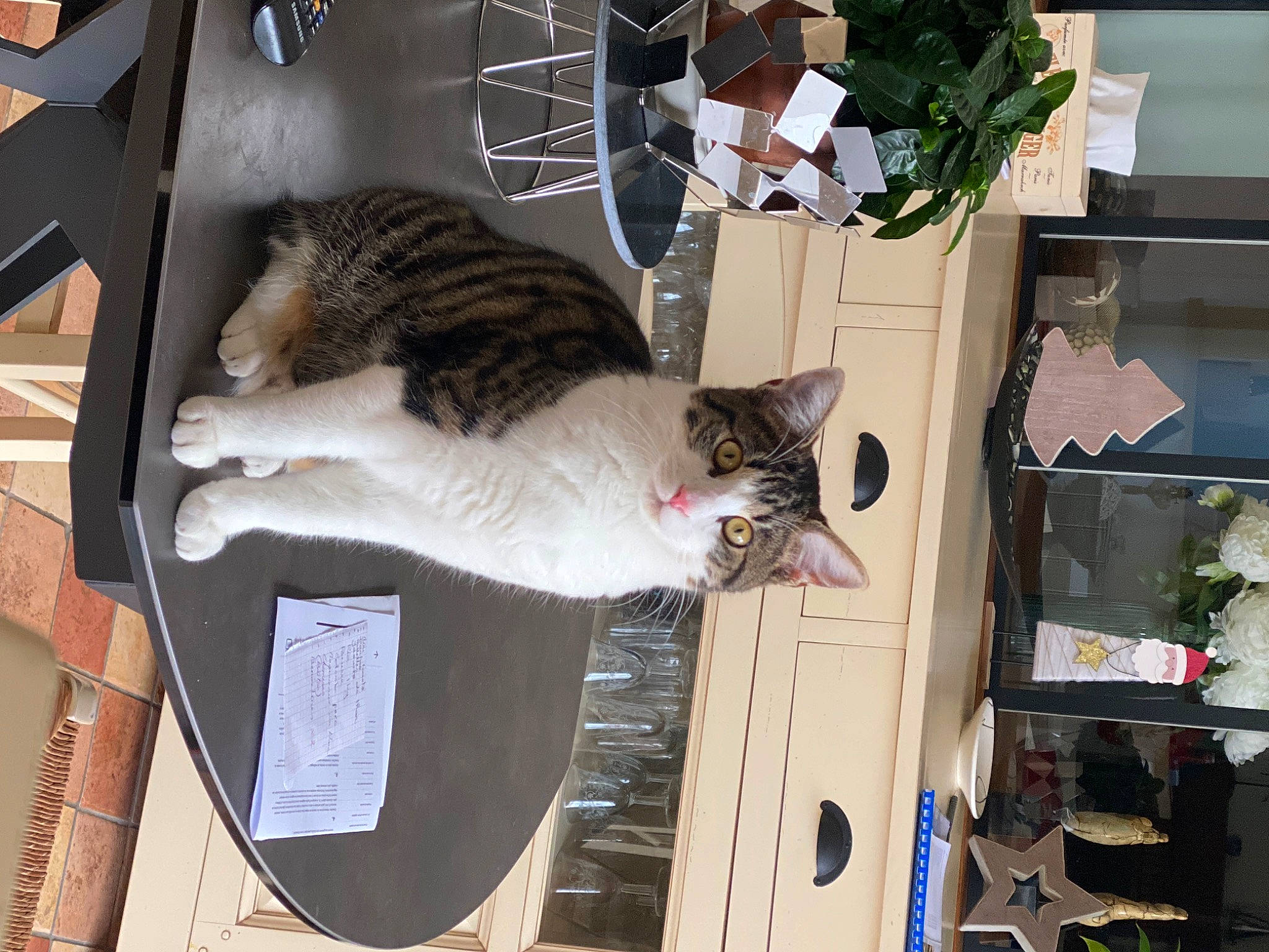 Gaston a rejoint le concours — aidez-le/la à gagner de superbes lots ! carnivore, cat, domestic_short_haired_cat, felidae, flowerpot, fur, houseplant, mammal, plant, small_to_medium_sized_cats, tail, tree, whiskers, wood