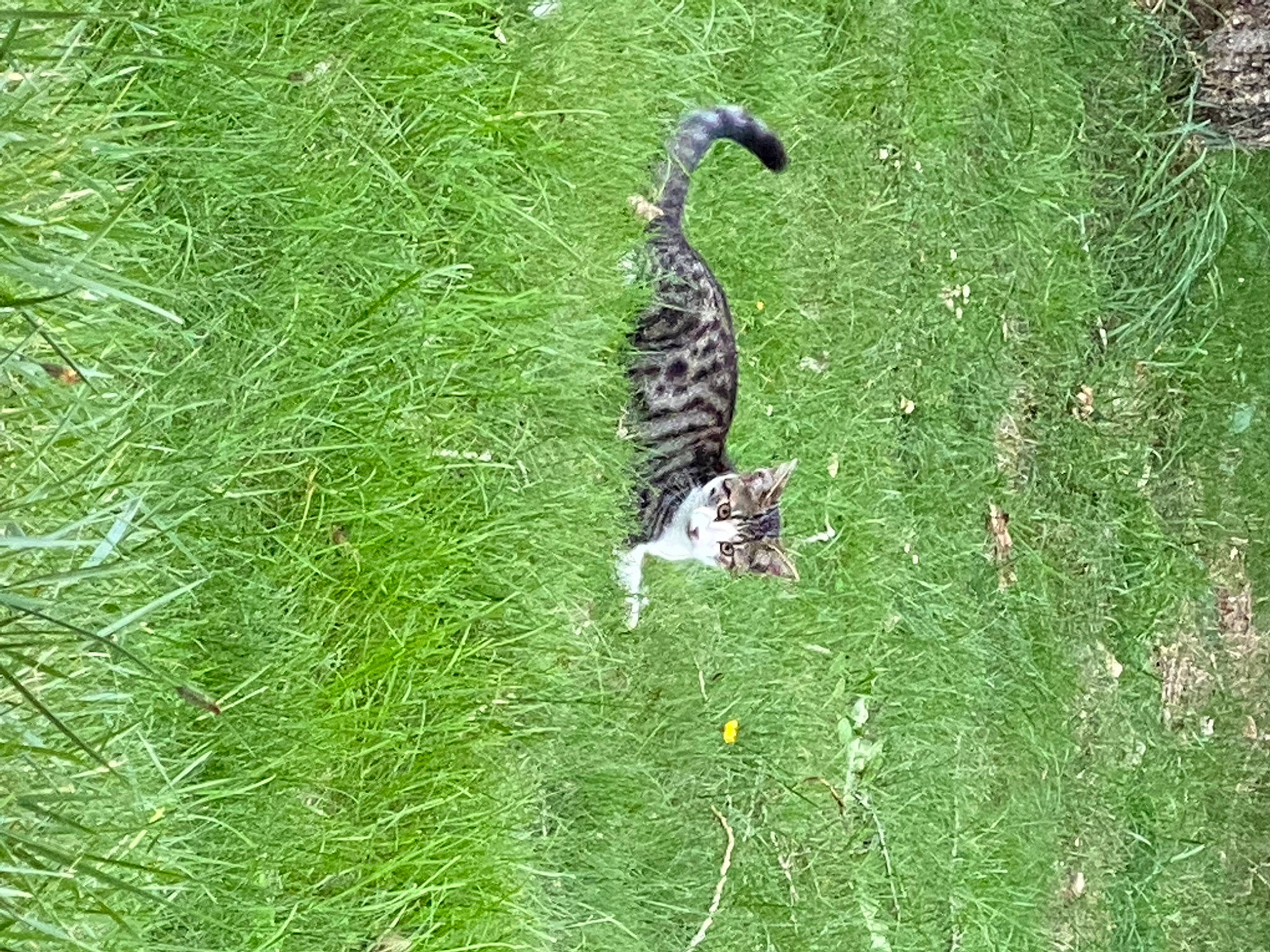 Gaston participe au concours pour gagner de l'argent avec cette photo : beak, cat, felidae, grass, grass_family, grassland, groundcover, lawn, meadow, pasture, people_in_nature, plant, prairie, shrub, small_to_medium_sized_cats, tail, terrestrial_animal, terrestrial_plant, tree, wildlife