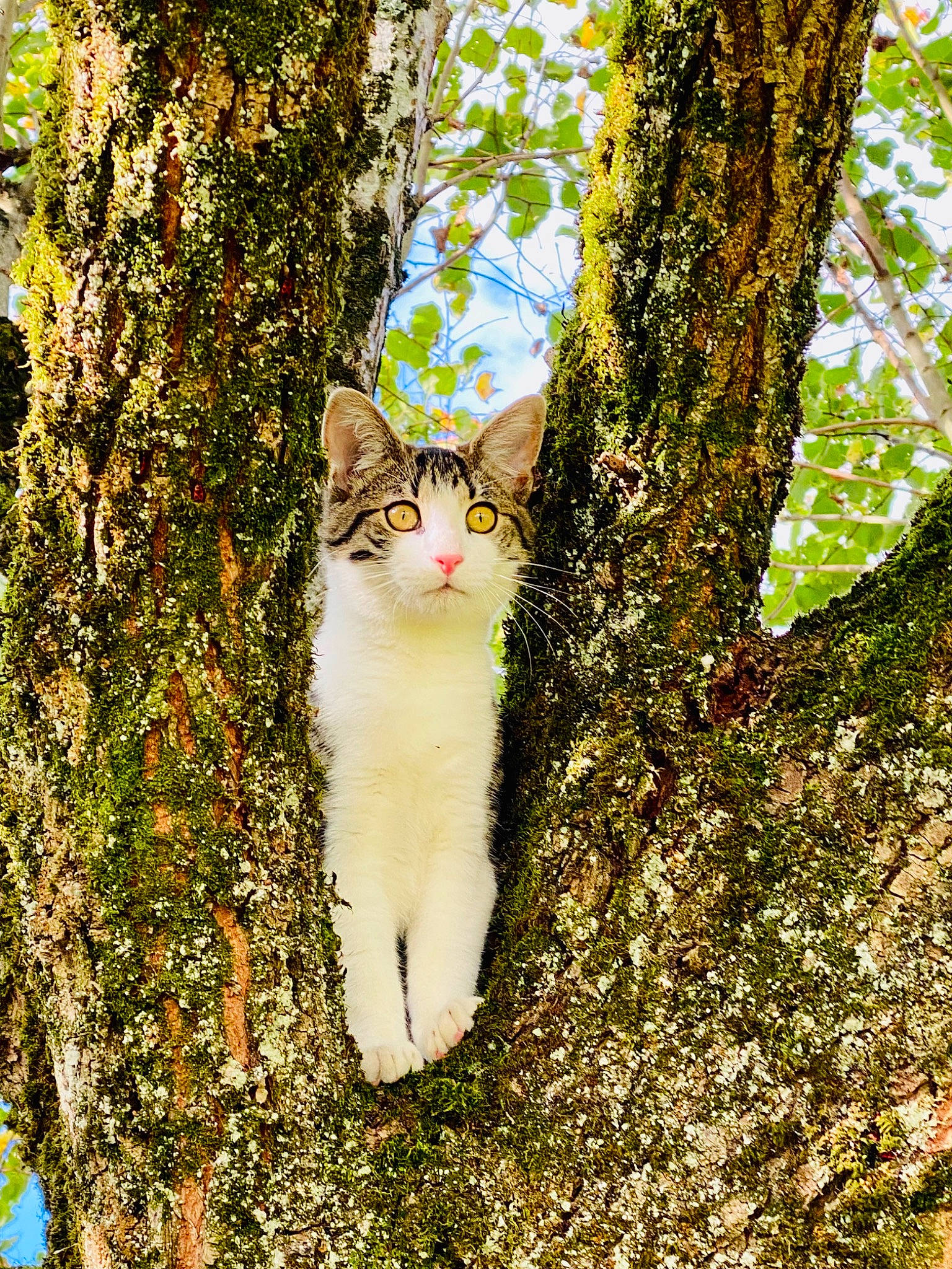 Gaston participe au concours pour gagner de l'argent avec cette photo : art, branch, carnivore, cat, domestic_short_haired_cat, felidae, forest, fur, grass, people_in_nature, plant, sky, small_to_medium_sized_cats, tail, tree, trunk, twig, whiskers, wood, woodland