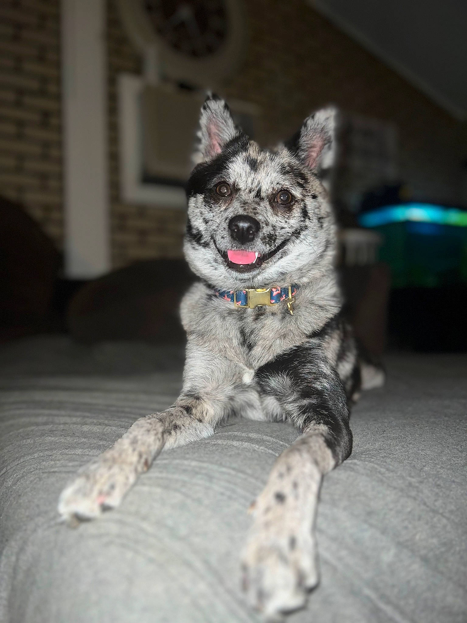 Kaia joined the competition — help win amazing prizes! art, canidae, carnivore, claw, companion_dog, dog, dog_breed, fashion_accessory, fawn, fur, grey, non_sporting_group, paw, sitting, snout, sporting_group, tail, terrestrial_animal, whiskers, working_animal