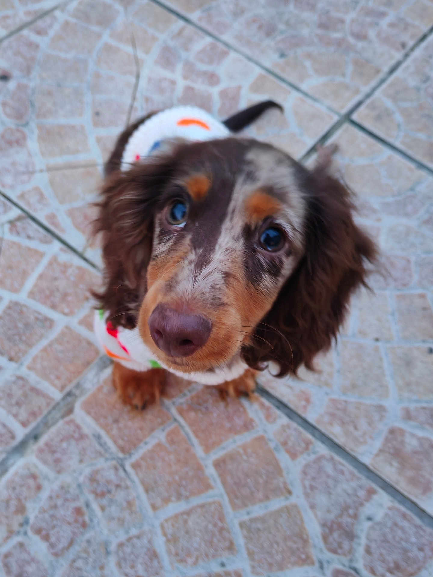 Arlo a rejoint le concours — aidez-le/la à gagner de superbes lots ! dog, puppy, close_up, looking_up, tile_floor, brown_fur, colorful_sweater, pet, animal, cute, ears, snout, fur, outdoor, young_dog, adorable, whiskers, expression, sitting, canine