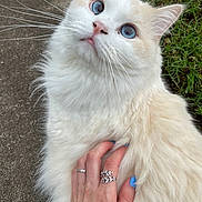 Brave is registered to the contest to win money with this photo: animal, blue_eyes, cat, close_up, concrete, cute, domestic_cat, fluffy, friendly, fur, grass, hand, looking_up, nail_polish, outdoor, pet, rings, soft, whiskers, white_cat