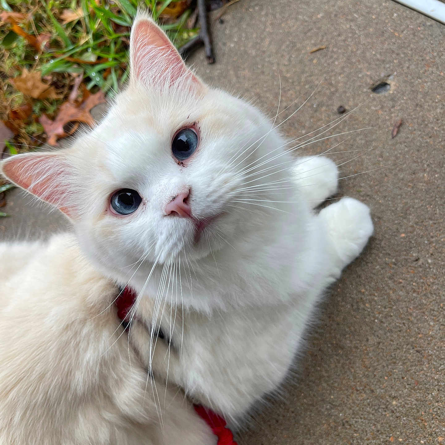 Brave is registered to the contest to win money with this photo: animal, blue_eyes, cat, close_up, concrete, cream_colored, curious, cute, daylight, feline, fluffy, grass, harness, leash, leaves, nature, outdoor, pet, sitting, whiskers