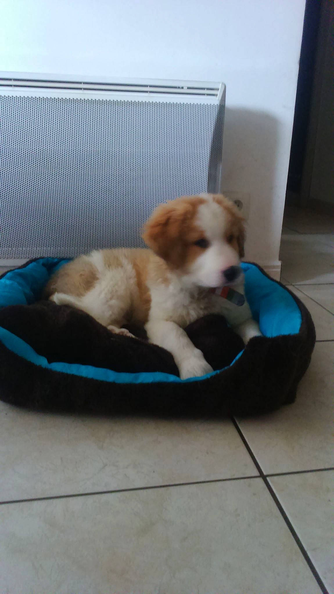 Pollux a rejoint le concours — aidez-le/la à gagner de superbes lots ! canidae, carnivore, cavachon, companion_dog, dog, dog_breed, kooikerhondje, kromfohrlander, mammal, petit_basset_griffon_vendeen, puppy, sporting_group, vertebrate