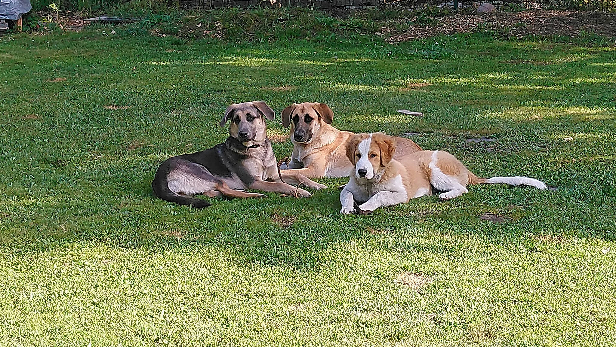 Pollux a rejoint le concours — aidez-le/la à gagner de superbes lots ! canidae, carnivore, companion_dog, dog, dog_breed, galgo_espanol, grass, greyhound, hortaya_borzaya, lurcher, mammal, plant, polish_greyhound, saluki, sighthound, silken_windhound, vertebrate, whippet