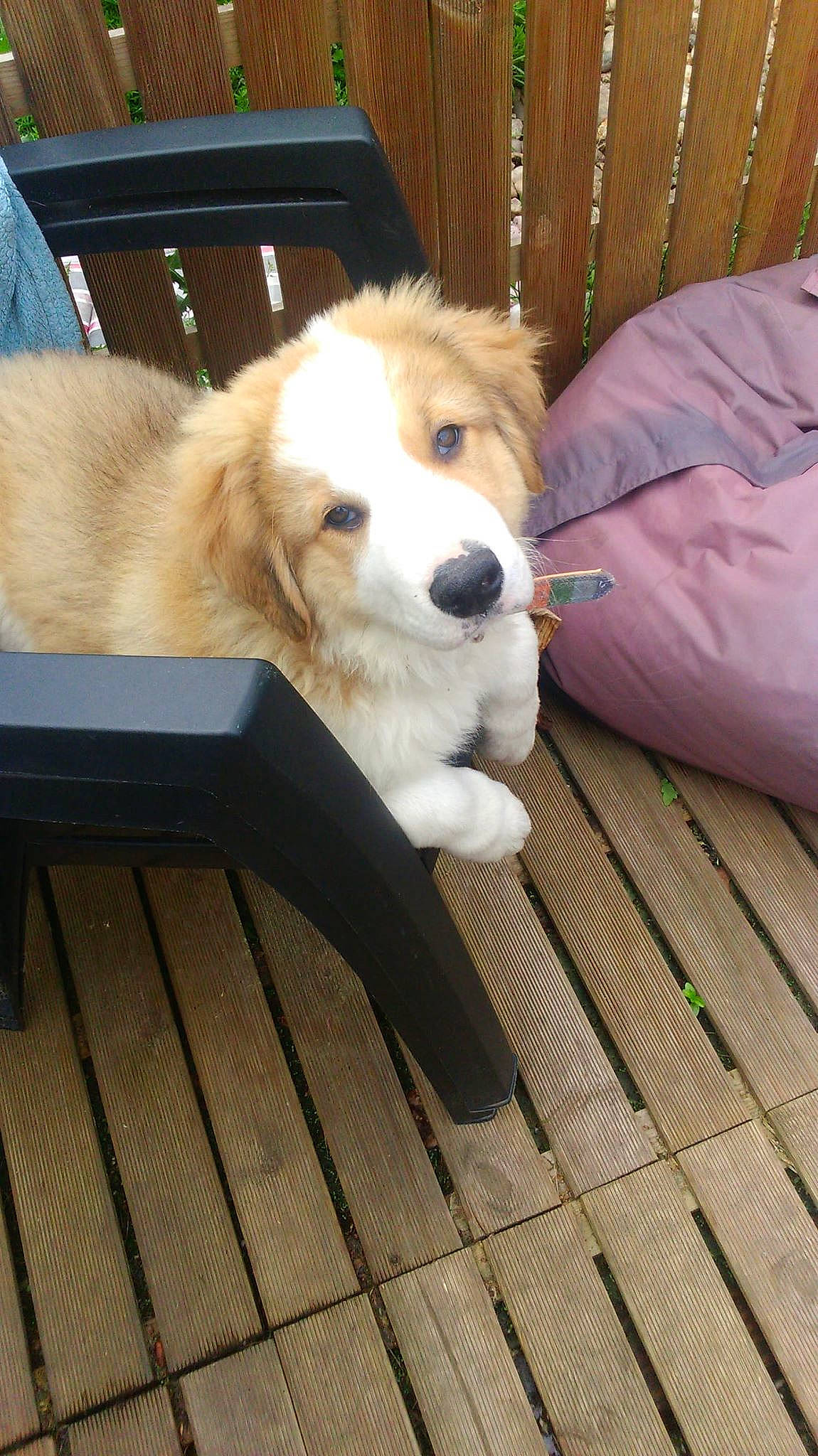 Pollux participe au concours pour gagner de l'argent avec cette photo : canidae, carnivore, companion_dog, dog, dog_breed, golden_retriever, great_pyrenees, mammal, mucuchies, puppy, retriever, sporting_group, vertebrate