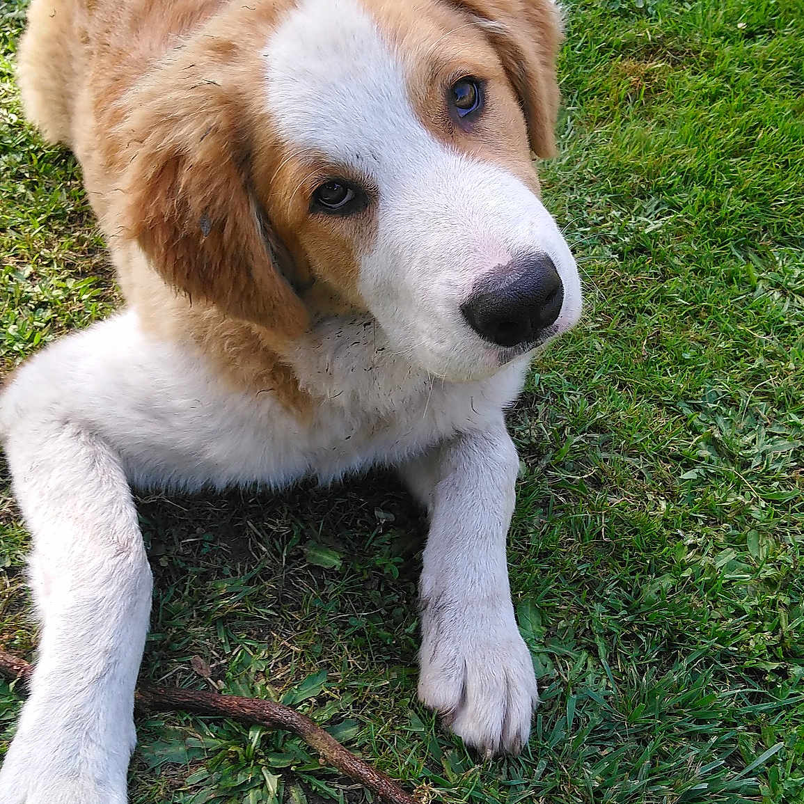 Pollux
