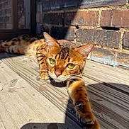 Tigger joined the competition — help win amazing prizes! cat, bengal_cat, animal, pet, feline, outdoor, wooden_deck, brick_wall, sunlight, stretching, relaxed, close_up, yellow_eyes, fur_pattern, whiskers, paw, daylight, texture, resting, curious