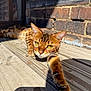 cat, bengal_cat, animal, pet, feline, outdoor, wooden_deck, brick_wall, sunlight, stretching, relaxed, close_up, yellow_eyes, fur_pattern, whiskers, paw, daylight, texture, resting, curious
