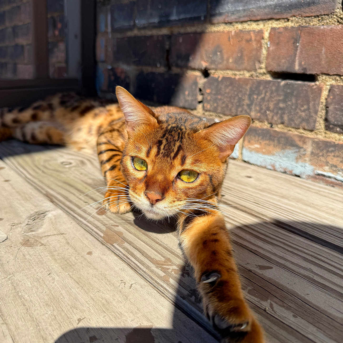 Tigger joined the competition — help win amazing prizes! animal, bengal_cat, brick_wall, cat, close_up, curious, daylight, feline, fur_pattern, outdoor, paw, pet, relaxed, resting, stretching, sunlight, texture, whiskers, wooden_deck, yellow_eyes