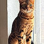 Tigger joined the competition — help win amazing prizes! cat, bengal_cat, windowsill, sitting, green_eyes, natural_light, indoor, feline, pet, fur, whiskers, ears, animal, domestic_cat, striped, spotted, looking, alert, closeup, portrait
