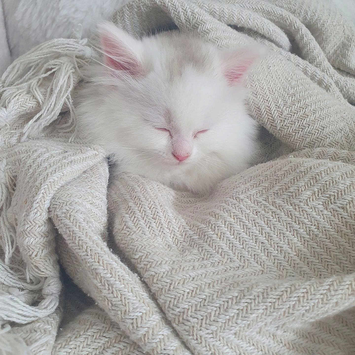 Prince a rejoint le concours — aidez-le/la à gagner de superbes lots ! angora, animal, blanket, cat, homedecor, kitten, linen, person, pet, quilt, rabbit, sleeping, towel, white, wool