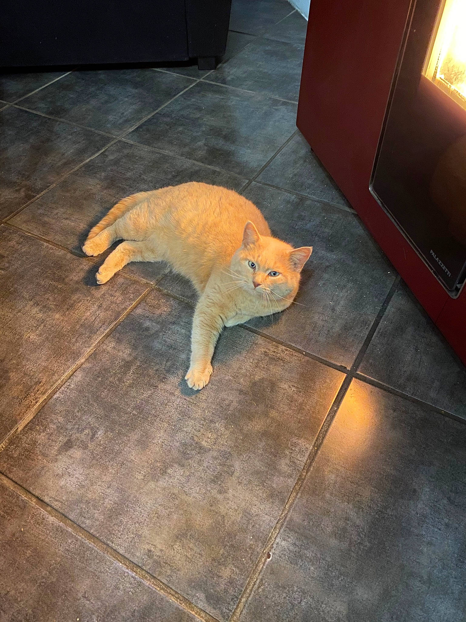 Loulou participe au concours pour gagner de l'argent avec cette photo : carnivore, cat, comfort, companion_dog, dog_breed, fawn, felidae, floor, flooring, hardwood, lighting, line, road_surface, sky, small_to_medium_sized_cats, snout, tail, tints_and_shades, whiskers, wood