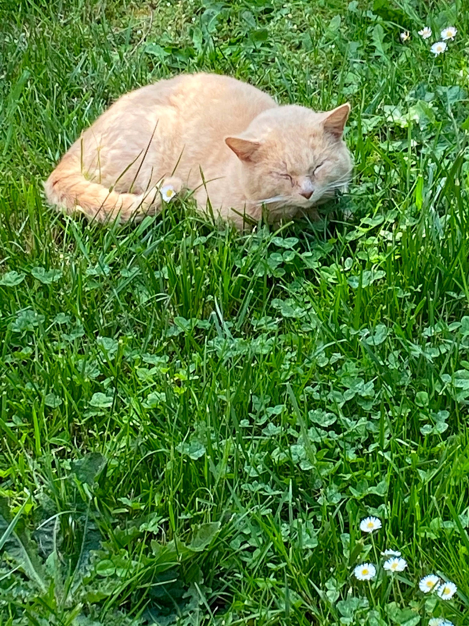 Loulou a rejoint le concours — aidez-le/la à gagner de superbes lots ! carnivore, cat, domestic_short_haired_cat, fawn, felidae, fur, grass, grass_family, grassland, groundcover, herbaceous_plant, lawn, natural_landscape, pasture, plant, small_to_medium_sized_cats, tail, terrestrial_animal, whiskers, wildlife