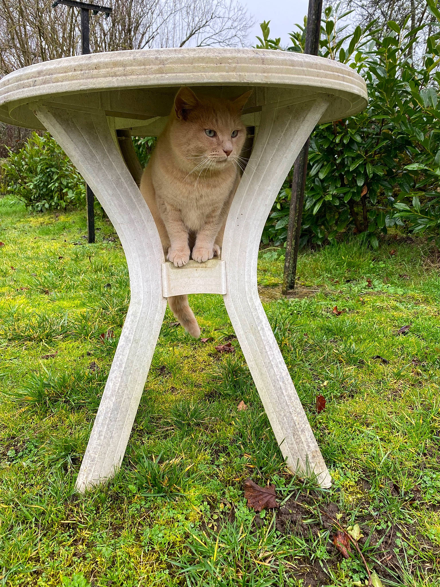 Loulou a rejoint le concours — aidez-le/la à gagner de superbes lots ! botany, carnivore, chair, fawn, felidae, font, furniture, grass, grass_family, groundcover, lawn_ornament, outdoor_furniture, plant, sculpture, shrub, table, tree, trunk, wood, wood_stain