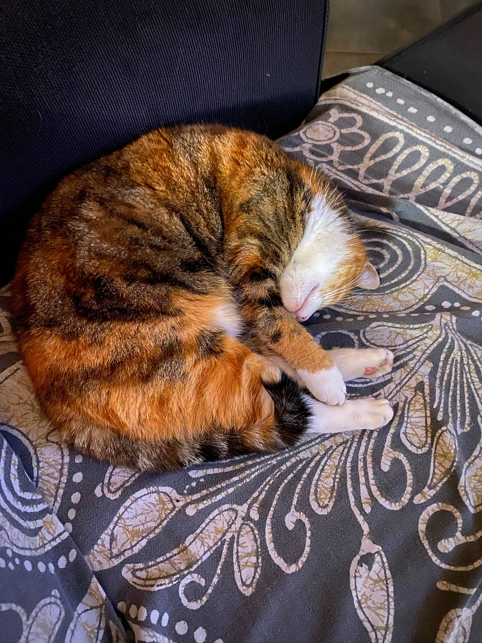 Inès participe au concours pour gagner de l'argent avec cette photo : bed, bedding, brown, carnivore, cat, claw, comfort, domestic_short_haired_cat, fawn, felidae, flooring, fur, linens, pattern, small_to_medium_sized_cats, tail, textile, vertebrate, whiskers, wood
