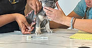 Cairo is registered to the contest to win money with this photo: puppy, dog, french_bulldog, veterinary, veterinarian, medical_exam, stethoscope, syringe, examination_table, caregivers, clinic, indoor, puppy_face, sitting, gray_fur, people, notebook, smartphone, healthcare, portrait