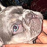 dog, puppy, gray_fur, wrinkles, close_up, face, eye, nose, muzzle, ears, pet, animal, being_held, hand, indoor, flash_photography, portrait, furry, cute, funny_expression