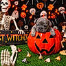 dog, puppy, bulldog, halloween, pumpkin, jack_o_lantern, skeleton, ghost, cowboy_hat, carousel_horse, candy, string_lights, spooky, festive, costume, decorations, artificial_grass, sign, portrait, still_life