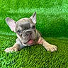 puppy, dog, french_bulldog, canine, animal, pet, grass, artificial_grass, outdoor, portrait, close_up, lying_down, front_view, floppy_ears, upright_ears, open_mouth, happy, cute, green_background, photography