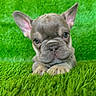 dog, puppy, french_bulldog, animal, pet, grass, green, outdoor, close_up, portrait, face, ears, paws, short_hair, gray_coat, sitting, cute, serious_expression, looking_at_camera, nature