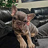 dog, puppy, french_bulldog, pet, animal, sitting, couch, indoor, living_room, large_ears, wrinkled_face, short_snout, brown_fur, front_paws, portrait, close_up, cute, serious_expression, home, furniture