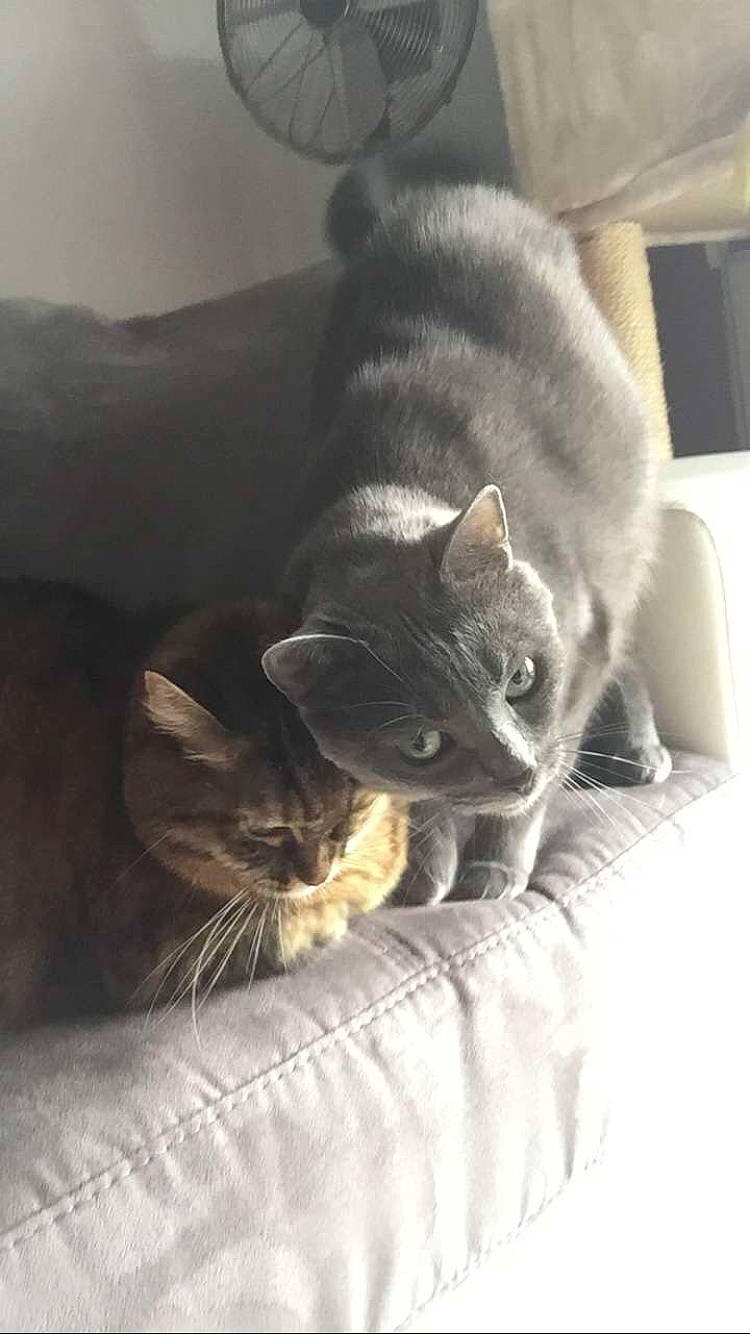 Loula participe au concours pour gagner de l'argent avec cette photo : black_cat, carnivore, cat, cat_supply, claw, comfort, domestic_short_haired_cat, felidae, fur, grey, linens, paw, room, small_to_medium_sized_cats, snout, tail, terrestrial_animal, whiskers