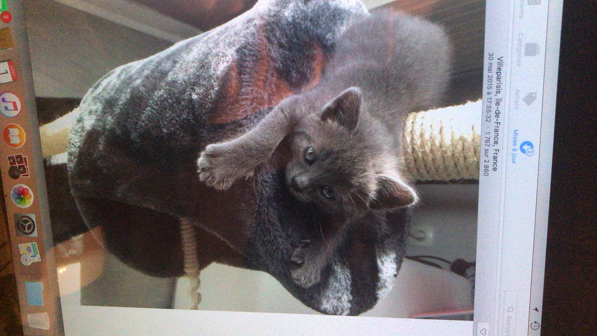 Loula a rejoint le concours — aidez-le/la à gagner de superbes lots ! carnivore, cat, claw, domestic_short_haired_cat, fawn, felidae, fur, paw, russian_blue, small_to_medium_sized_cats, snout, tail, terrestrial_animal, whiskers, working_animal