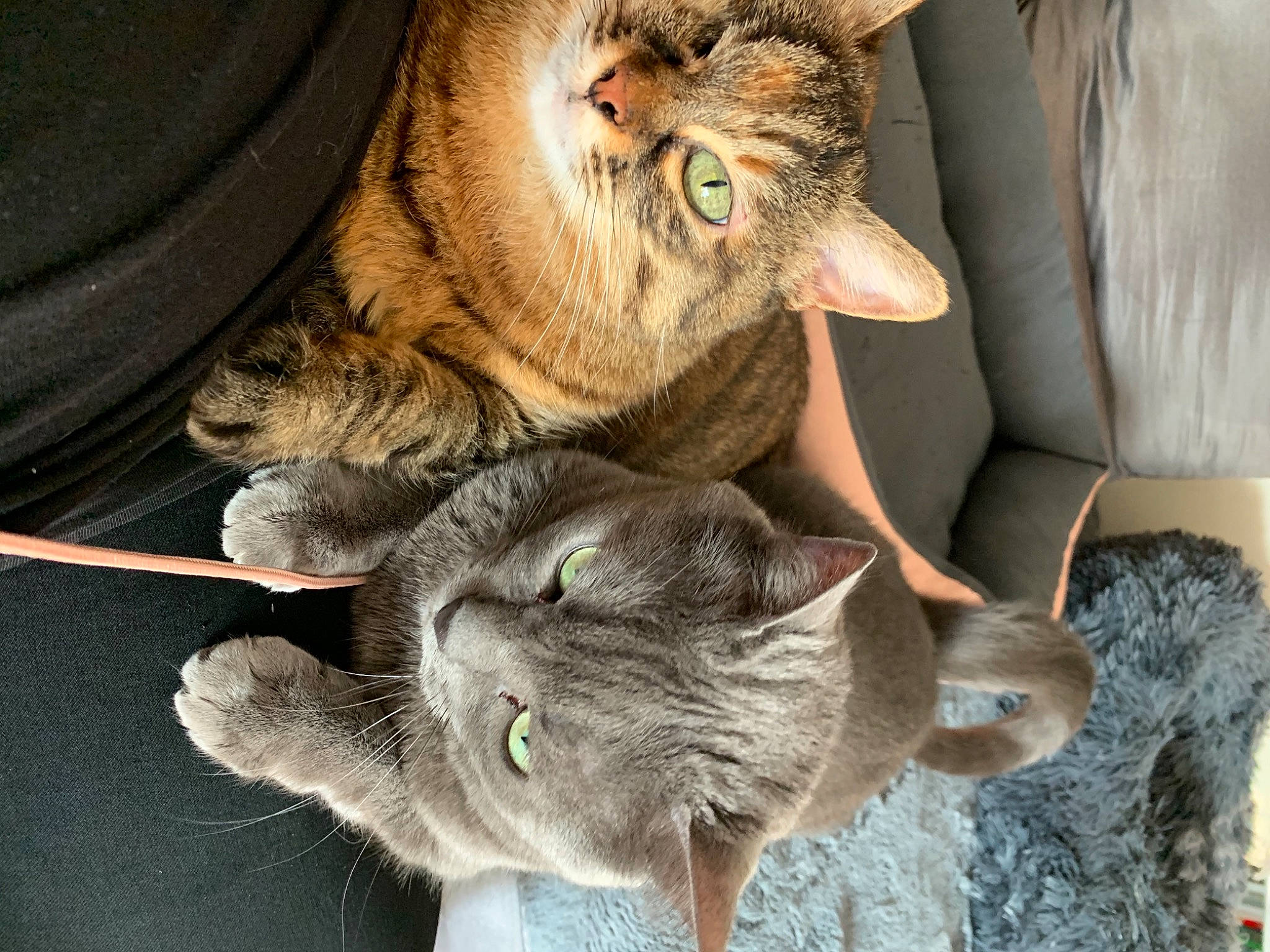 Loula a rejoint le concours — aidez-le/la à gagner de superbes lots ! carnivore, cat, cat_toy, claw, domestic_short_haired_cat, ear, fawn, felidae, fur, mammal, paw, plant, russian_blue, small_to_medium_sized_cats, snout, tail, terrestrial_animal, vertebrate, whiskers, wood