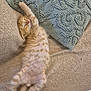 Charly participe au concours pour gagner de l'argent avec cette photo : kitten, cat, sleeping, orange_spotted, cute, stretching, blanket, pillow, cozy, indoor, pet, furry, relaxed, resting, soft, animal, mammal, young, domestic, sleep