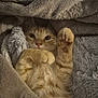 cat, kitten, orange_tabby, paw, blanket, cozy, fur, pet, cute, resting, indoor, soft_texture, sleepy, warm, comfort, animal, relaxing, feline, small, snuggled