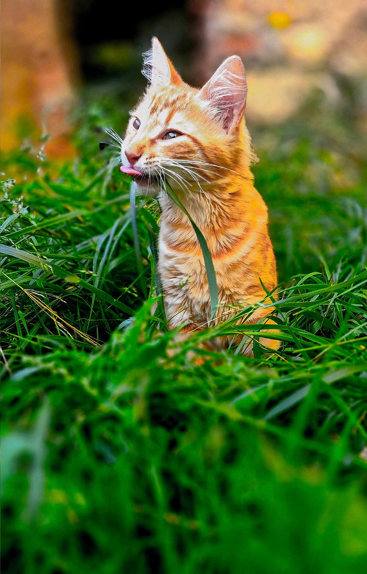 Charly a rejoint le concours — aidez-le/la à gagner de superbes lots ! cat, kitten, orange_tabby, grass, outdoor, playful, tongue_out, nature, greenery, cute, animal, pet, feline, young_cat, whiskers, ears, fur, close_up, sunlight, blurred_background