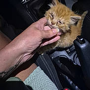 Charly participe au concours pour gagner de l'argent avec cette photo : kitten, cat, orange_cat, hand, car_interior, gear_shift, seatbelt_buckle, close_up, pet, animal, feline, young_cat, human_hand, car_seat, comfort, domestic_animal, cute, small, indoor, tenderness